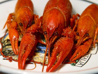 crawfish-800x600.jpg